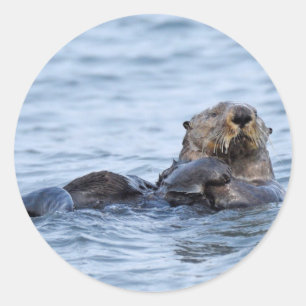 Sticker of otter