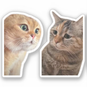Sticker Talking Cats Meme