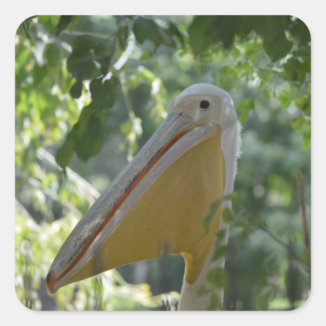 Sticker with funny pelican (Front)