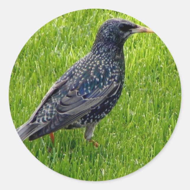 Sticker with little bird in the grass (Front)