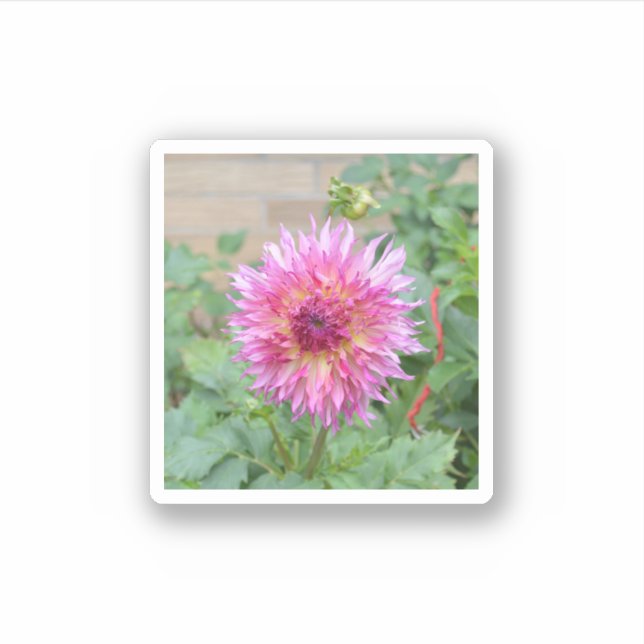 Sticker with pink dahlia (Front)