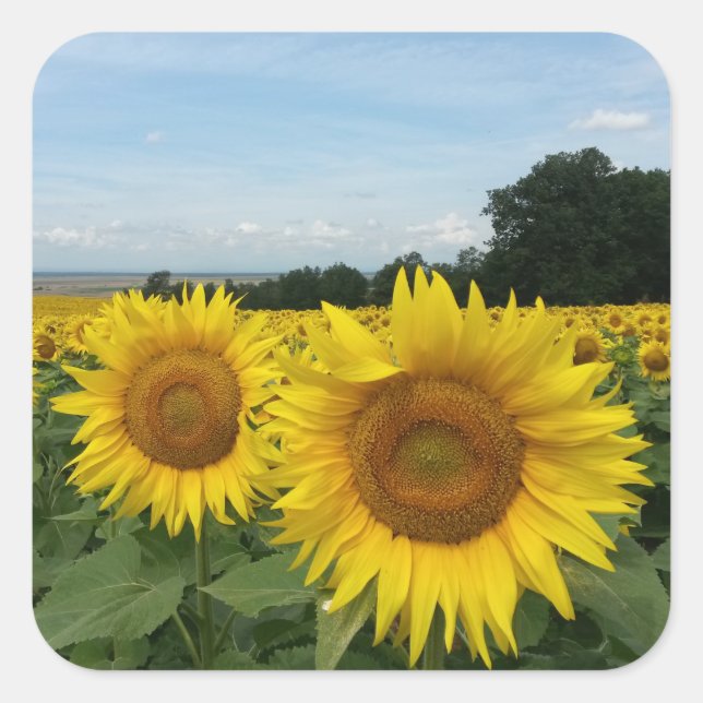 Sticker with Sunflower field (Front)