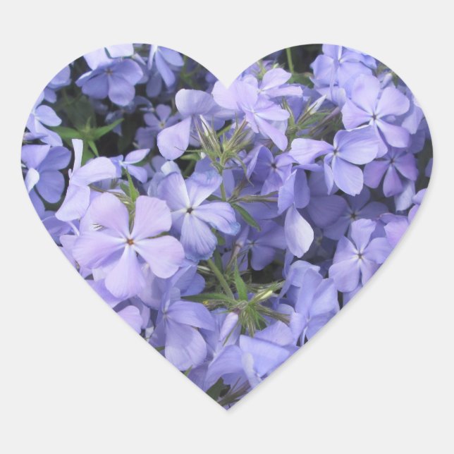 Stickers - Blue Phlox I (Front)
