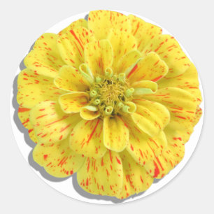Stickers - Candy Stripe Zinnia