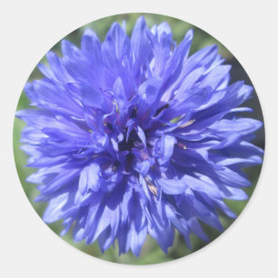 Stickers - Cornflower Blue Bachelor's Button