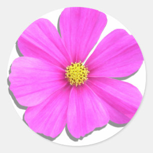 Stickers - Dark Pink Cosmos