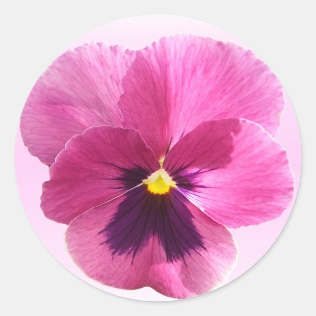 Stickers - Dark Pink Pansy (Front)