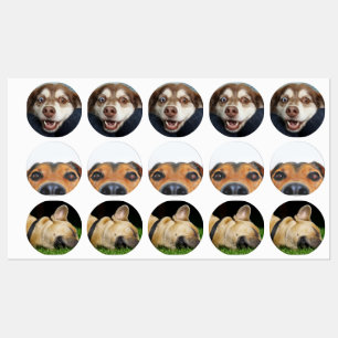 Stickers/labels with pictures of puppies