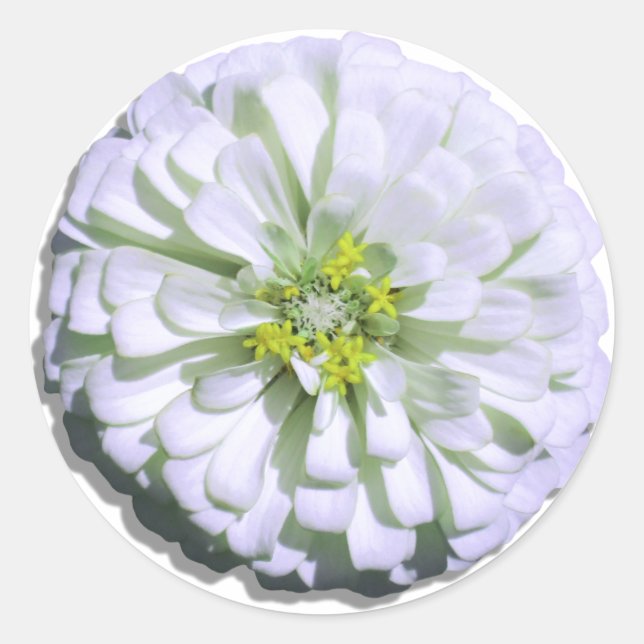 Stickers - Lemony White Zinnia (Front)