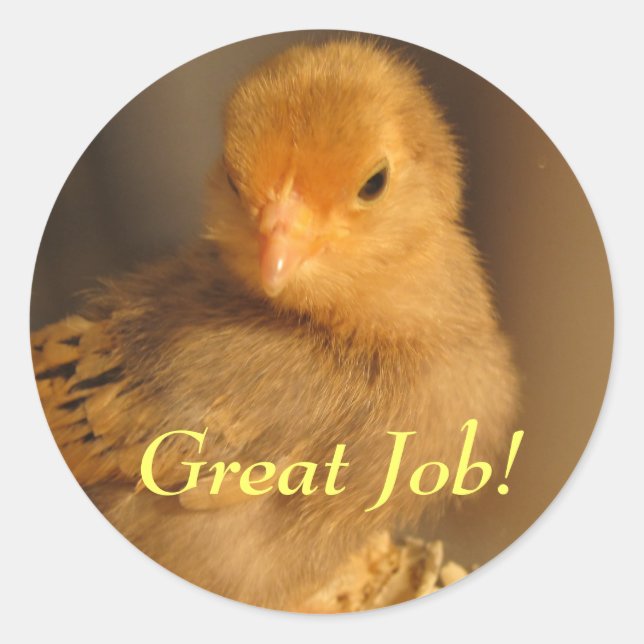 Stickers--Orange Chick Classic Round Sticker (Front)