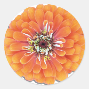 Stickers - Orange Zinnia