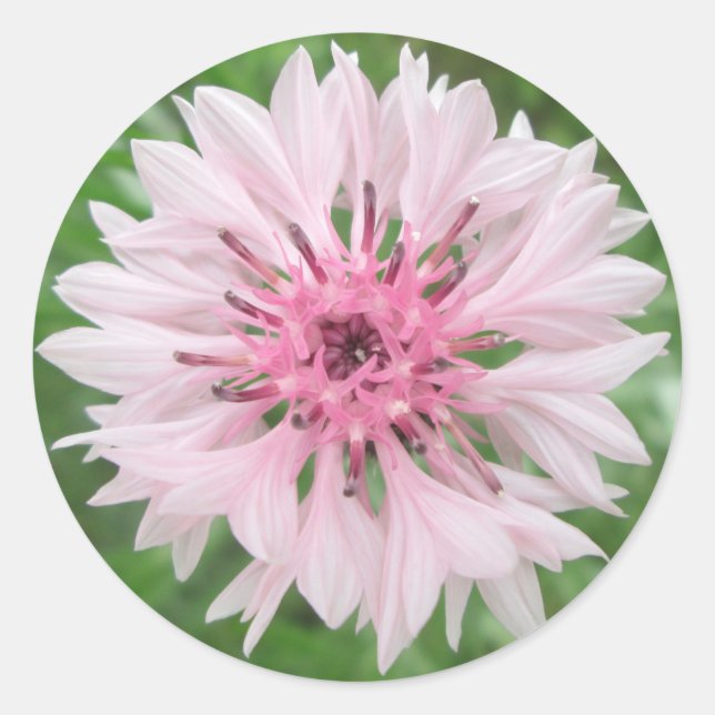 Stickers - Pink/Pink Bachelor's Button (Front)