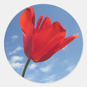 Stickers - Red Tulip Blue Sky