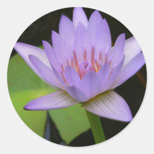 Stickers,  Soft Lavender Water Lily Classic Round Sticker