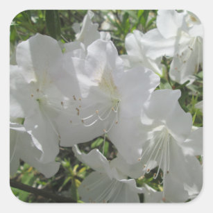 Stickers - White Azaleas