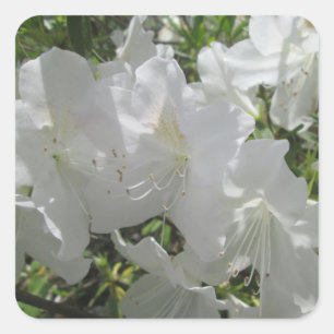 Stickers - White Azaleas