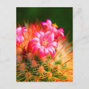 Sticky Beauty Cacti Cactus flower Postcard