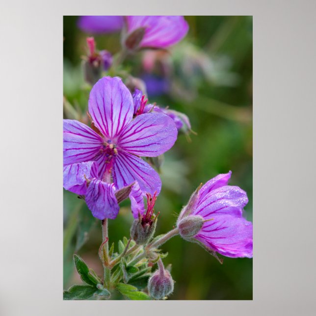Sticky geranium wildflowers poster (Front)