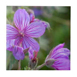 Sticky geranium wildflowers tile