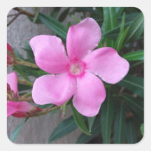 Stikers ( 20) pieces square 