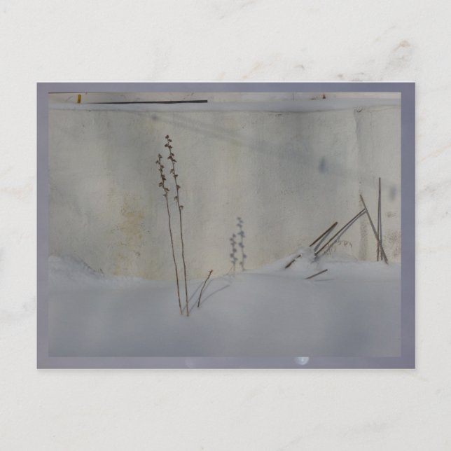 still life in winter white postcard (Front)