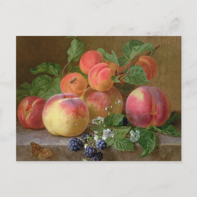 Still Life of Peaches Postcard (Front)