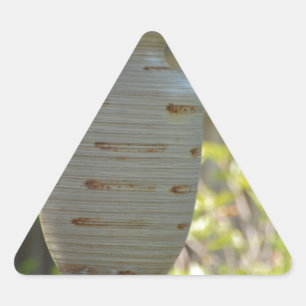 Still Life Triangle Sticker