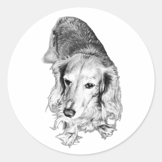 Still & Seen – Long-Haired Dachshund Classic Round Sticker (Front)