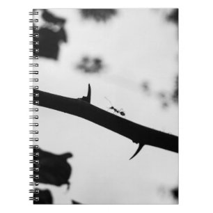 Sting Notebook