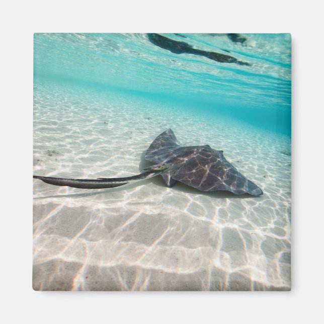 Sting ray magnet (Front)