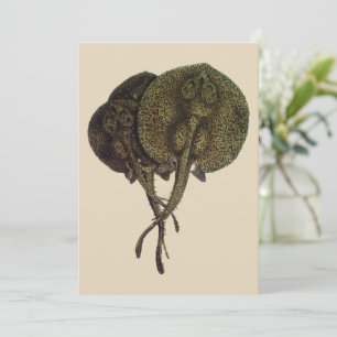 Sting Rays Stingrays, Vintage Marine Life Animals