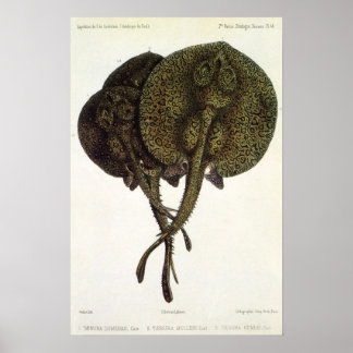 Sting Rays Stingrays, Vintage Marine Life Animals Poster