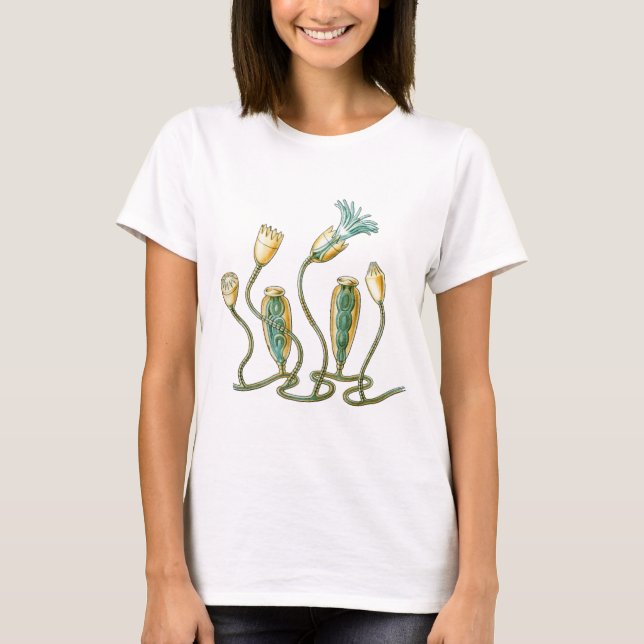 stinging-celled animals - Campanulariida T-Shirt (Front)