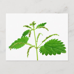 Stinging nettle postcard