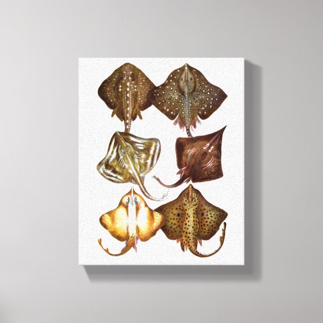 Stingray #3 Wrapped Canvas Art (Front)