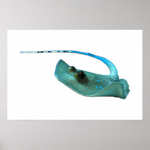 Stingray - Abstract Design - Cut out of a photo    Poster
