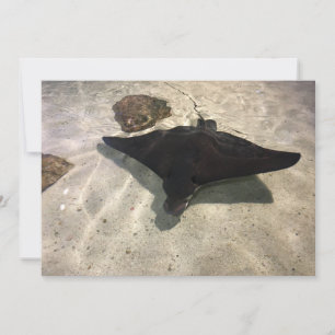 Stingray Card