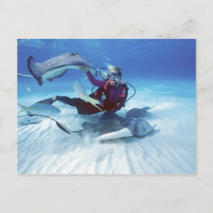 Stingray City, Grand Cayman, Cayman Islands, Postcard