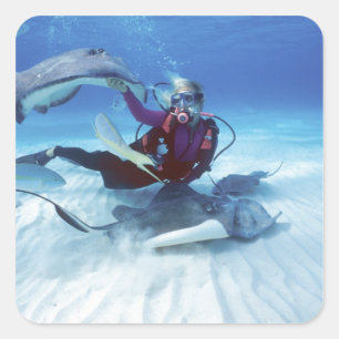 Stingray City, Grand Cayman, Cayman Islands, Square Sticker