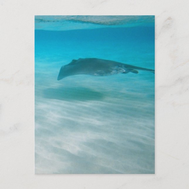Stingray Cruising the Caribbean Postcard (Front)