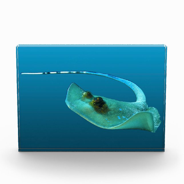 Stingray in motion! Gradient blue background |  Photo Block (Front)