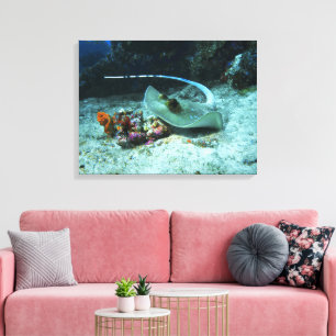 Stingray in move - Photo taken at Coral Triangle   Canvas Print
