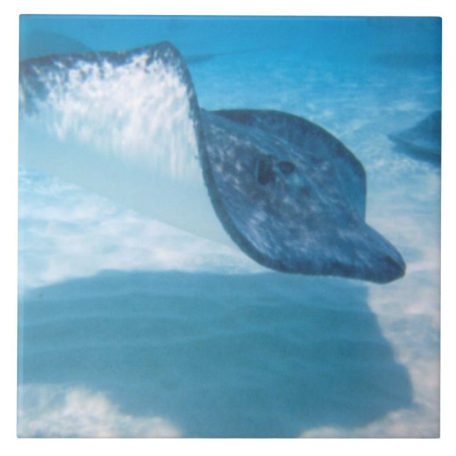 Stingray in the Caribbean Tile (Front)