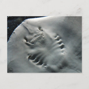 Stingray Postcard