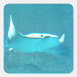 Stingray Stickers