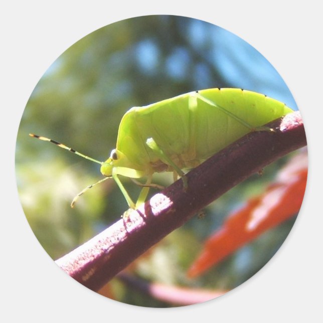 Stink bug 216 ~ sticker (Front)