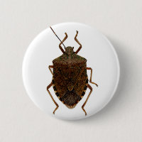 Stink Bug
