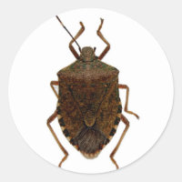 Stink Bug