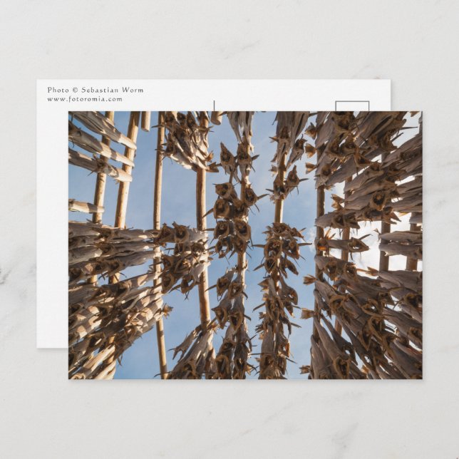 Stockfish Lofoten Islands Norway Postcard (Front/Back)