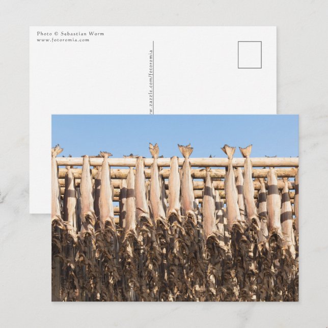 Stockfish Lofoten Islands Postcard (Front/Back)